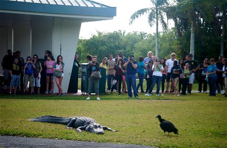 gator_spy, NPSPhoto, L.Coldiron 2013