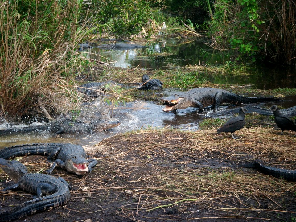 Gators, NPSPhoto, L.Coldiron 2013