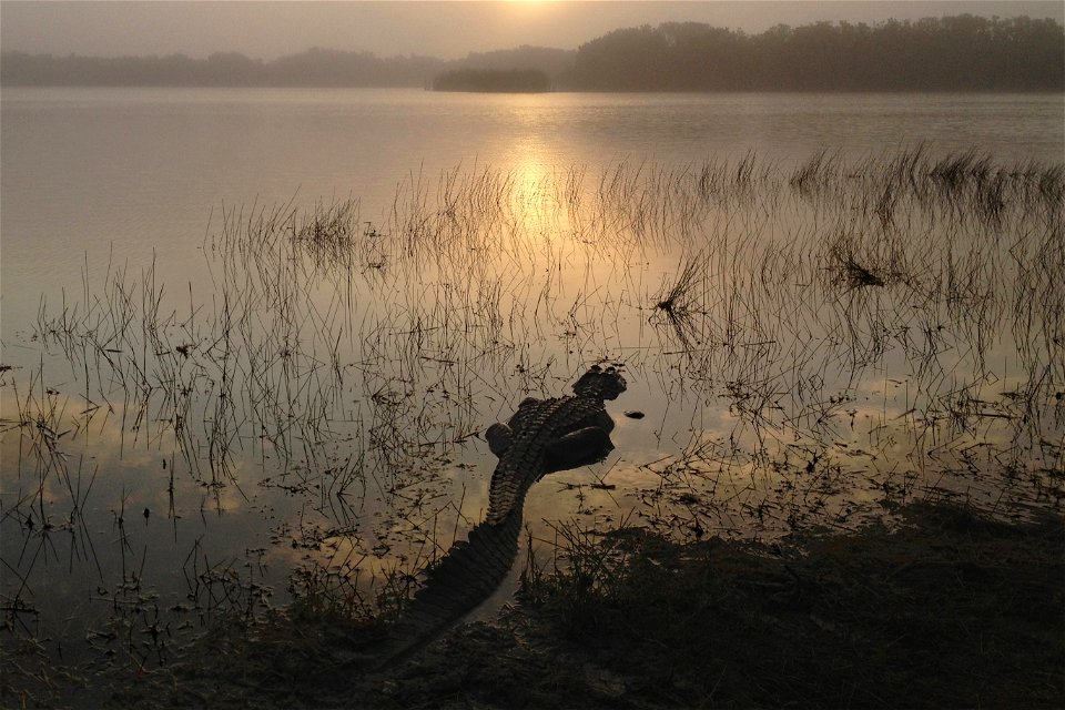 Nine Mile Pond, Everglades National Park, Florida, United States, NPS photo by S.Cotrell