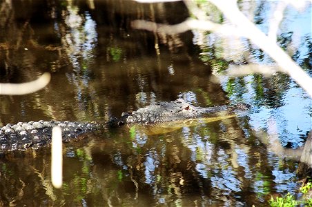 Shy Gator, NPSPhoto, D.Harris