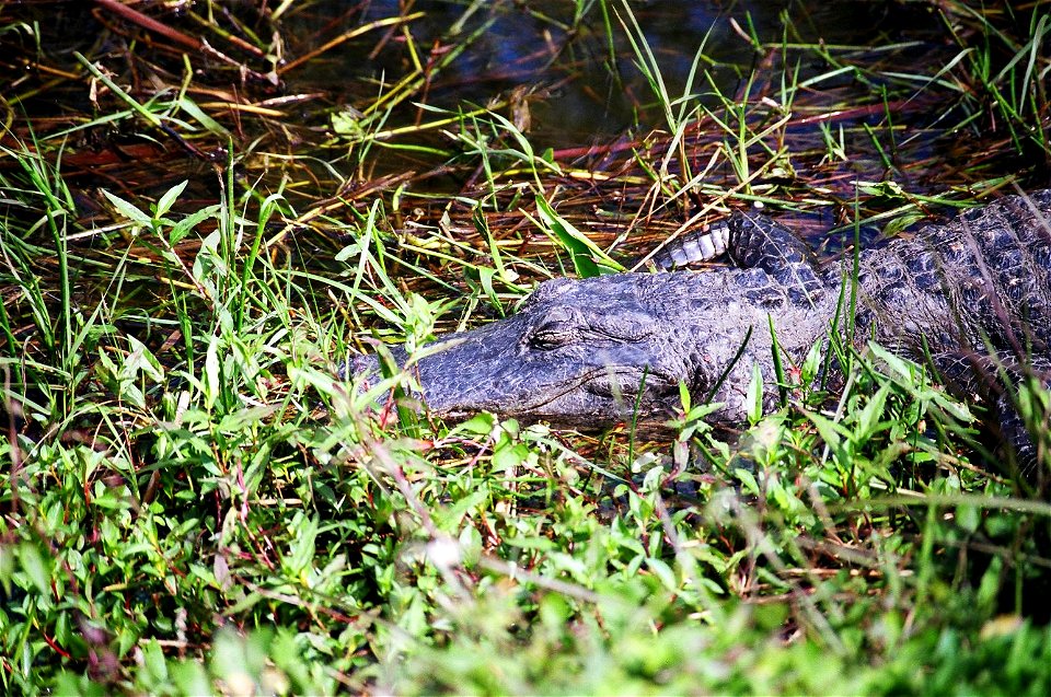 Sleeping Gator, NPSphoto