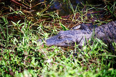 Sleeping Gator, NPSphoto
