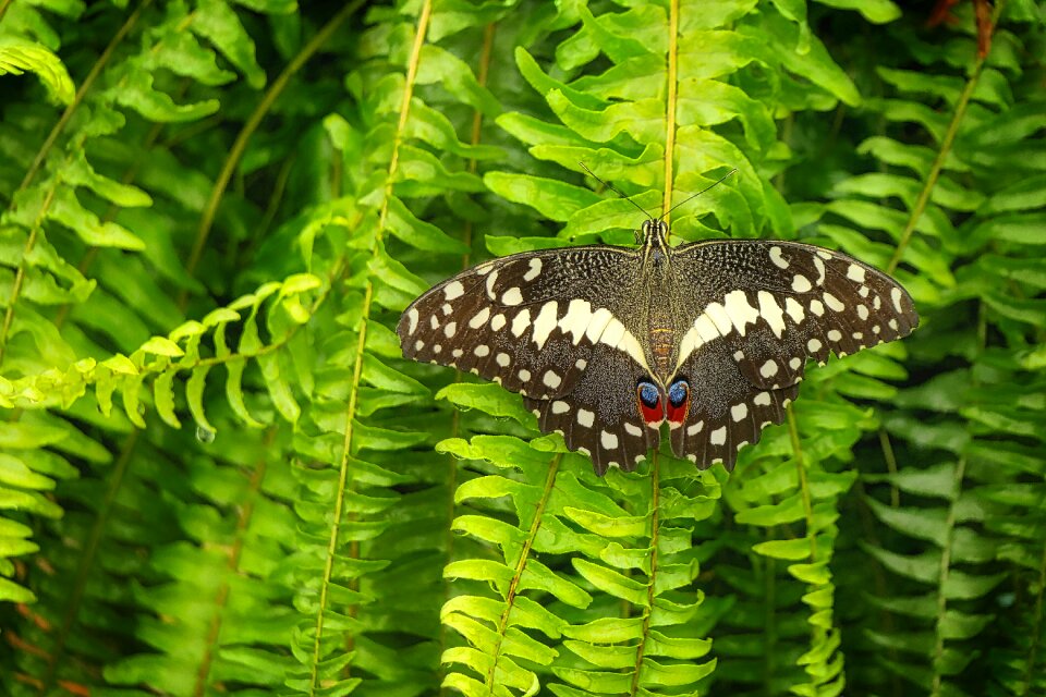 Animal summer flight insect