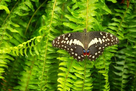 Animal summer flight insect