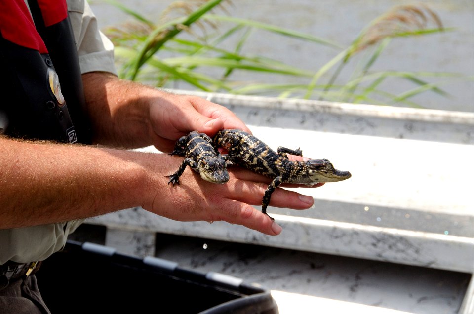 These juvenile American alligators were released into the Louisiana marshes as part of the Louisiana Department of Wildlife and Fisheries Alligator Program.