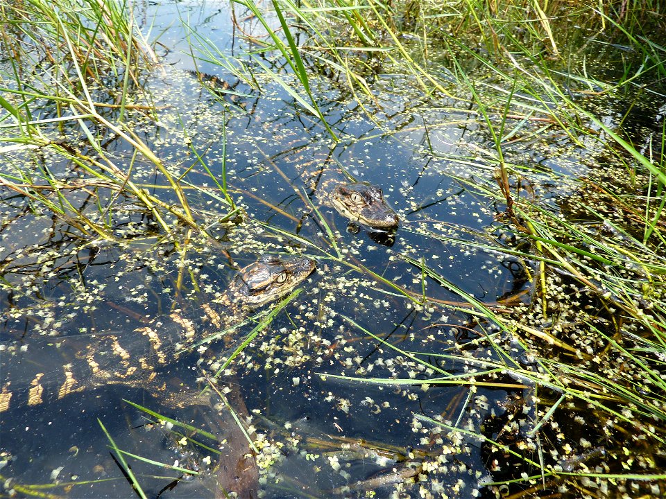 Two recently released American alligators explore their new home in the Louisiana marshes. photo