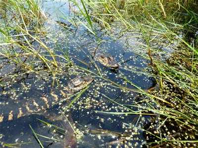 Two recently released American alligators explore their new home in the Louisiana marshes.