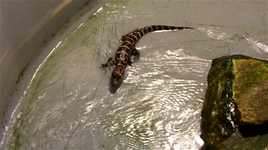 Juvenile American alligators in the holding house. Staff are cleaning the tank for the two alligators. The alligators are held at the Warm Springs Regional Fisheries Center to teach the public about r