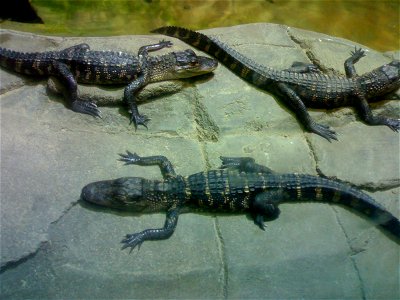 Baby Alligators photo