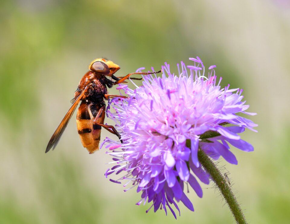 Insect flower purple