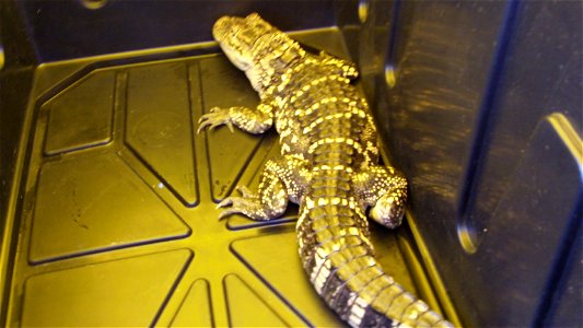 The juvenile American alligator is placed into this transport container. He is being moved to the display pool at the Warm Springs National Fish Hatchery. usfwsyouthambassadors.wordpress.com/ www.fws. photo