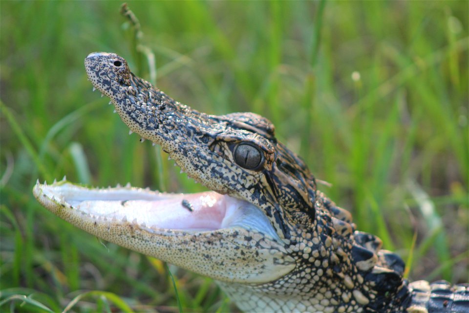 July 17, 2012 - Blackbeard Island, GA
As alligators age, they tend to lose the "callico" or yellowish coloring on their heads and bodies. Usually, gators loose this pattern around 4 years of age. you 