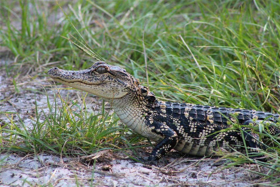 July 17, 2012 - Blackbeard Island, GA
This baby alligator is just relaxing on the beach. Alligators usually feed on insects and small fish until they grow large and quick enough to capture larger fish