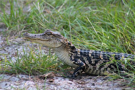 July 17, 2012 - Blackbeard Island, GA This baby alligator is just relaxing on the beach. Alligators usually feed on insects and small fish until they grow large and quick enough to capture larger fish photo