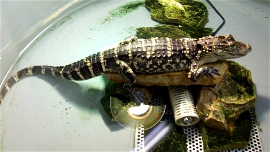 The juvenile American alligator reigns over his enclosure on his rock perch.
usfwsyouthambassadors.wordpress.com/
www.fws.gov/southeast/youthambassadors/meshes.html
Photo Taken By: Cody Meshes, USFWS
