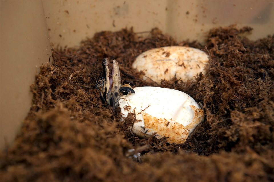 A baby alligator works its head free of its egg as it hatches inside a laboratory at NASA’s Kennedy Space Center in Florida. Kennedy’s Ecological Program studies several facets of alligator health, in