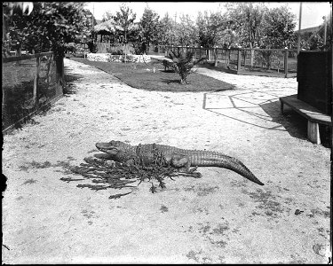 Mother alligator with her young at an alligator farm (possibly the California Alligator Farm, Los Angeles), ca.1900 Photograph of a mother alligator with her young at the , ca. 1900. There are at leas photo