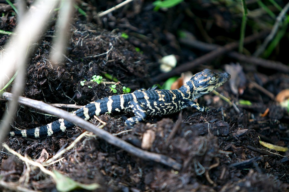 A baby alligator instinctively moves toward nearby freshwater after its release back into the wild at its original nest site. The reptile and its siblings hatched in captivity inside an incubator at N photo