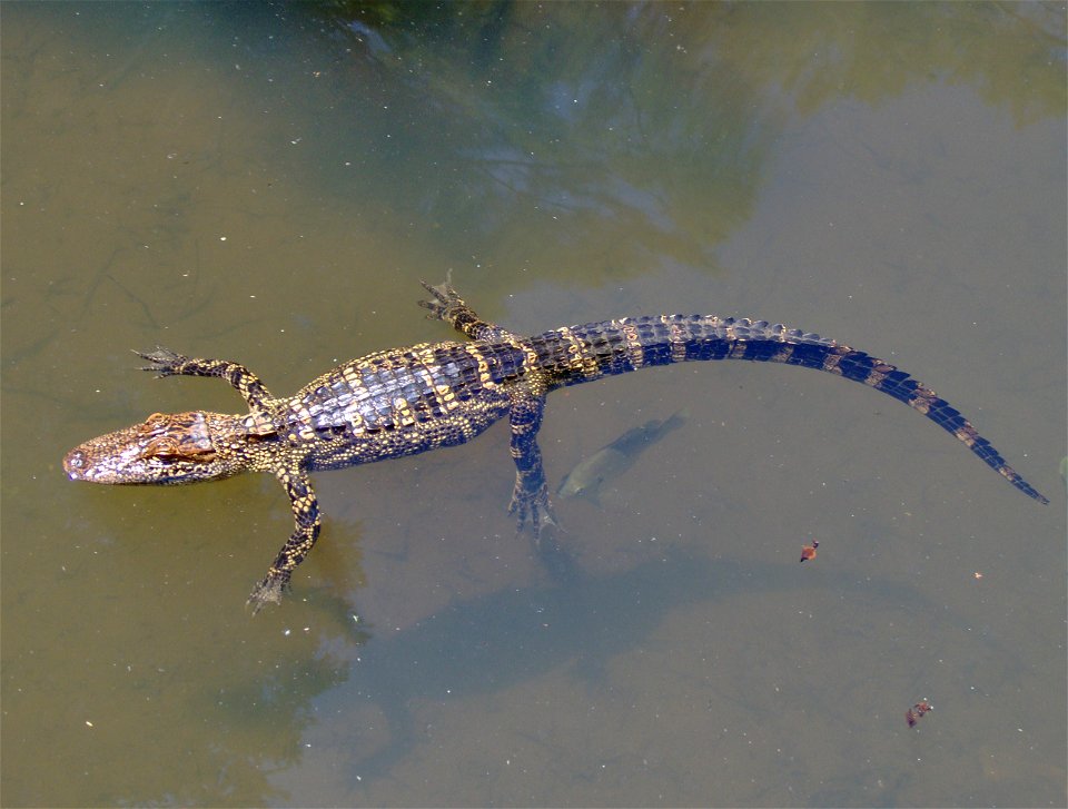 Young Alligator mississippiensis