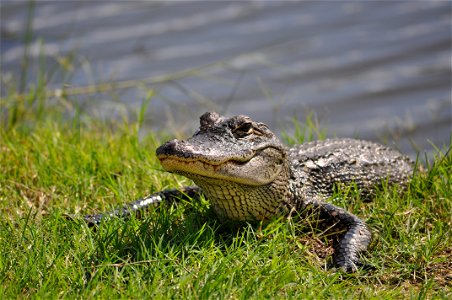 February 15, 2012- Bell City, Louisiana: Alligator looking for fun. Photo by Corey Douglas www.fws.gov/swlarefugecomplex photo