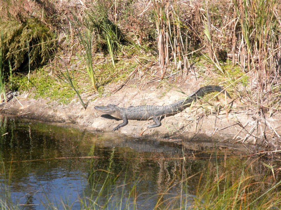 February 15, 2012- Bell City, Louisiana: Alligator bathing in the sun along the bank of a levee. Photo by Corey Douglas www.fws.gov/swlarefugecomplex photo