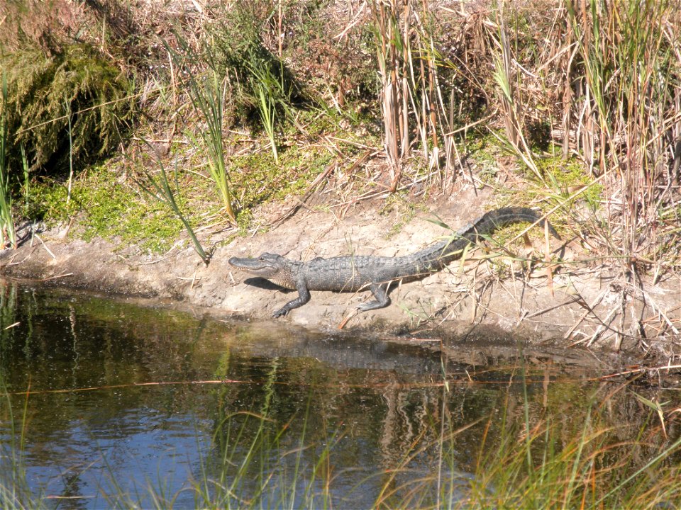February 15, 2012- Bell City, Louisiana: Alligator bathing in the sun along the bank of a levee. Photo by Corey Douglas www.fws.gov/swlarefugecomplex