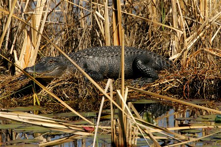Image title: Alligator alligator mississippiensis sunning itself Image from Public domain images website, http://www.public-domain-image.com/full-image/fauna-animals-public-domain-images-pictures/rept photo