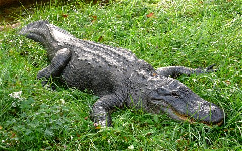 American Alligator, (Alligator mississippiensis) photo