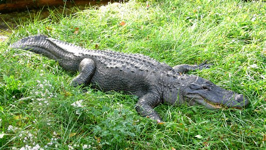 American Alligator, (Alligator mississippiensis) photo