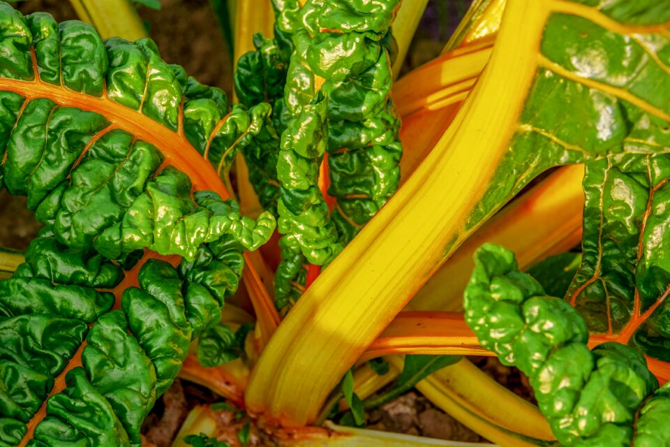 Culture leafy vegetables bio