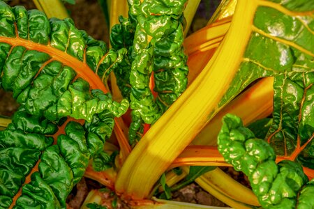 Culture leafy vegetables bio