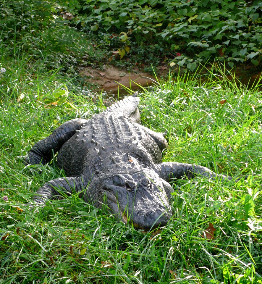 American Alligator, (Alligator mississippiensis)