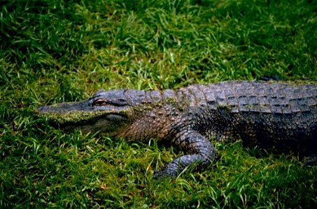 Image title: American alligator
Image from Public domain images website, http://www.public-domain-image.com/full-image/fauna-animals-public-domain-images-pictures/reptiles-and-amphibians-public-domain