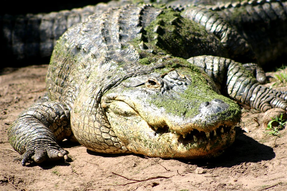 American Alligator, Photographer Donald W DeLoach Jr