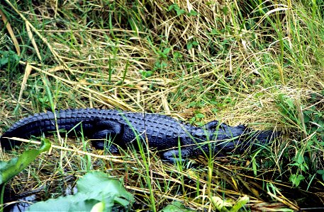 An American alligator (Alligator mississippiensis). United States Gulf Coast.