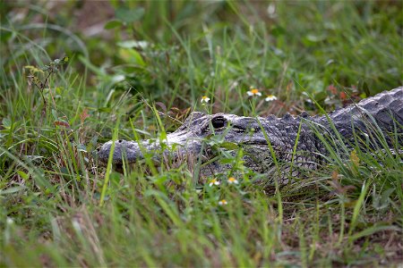 An alligator soaks up the sun near the turn basin in Launch Complex 39 at NASA's Kennedy Space Center in Florida. The turn basin provides a haven for birds and other wildlife during the mild winter mo photo