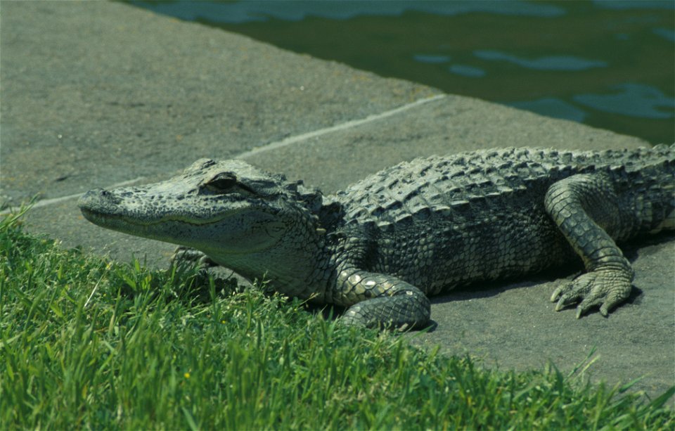 Alligator sunbathing at Fort Pulaski National Monument (US-GA)