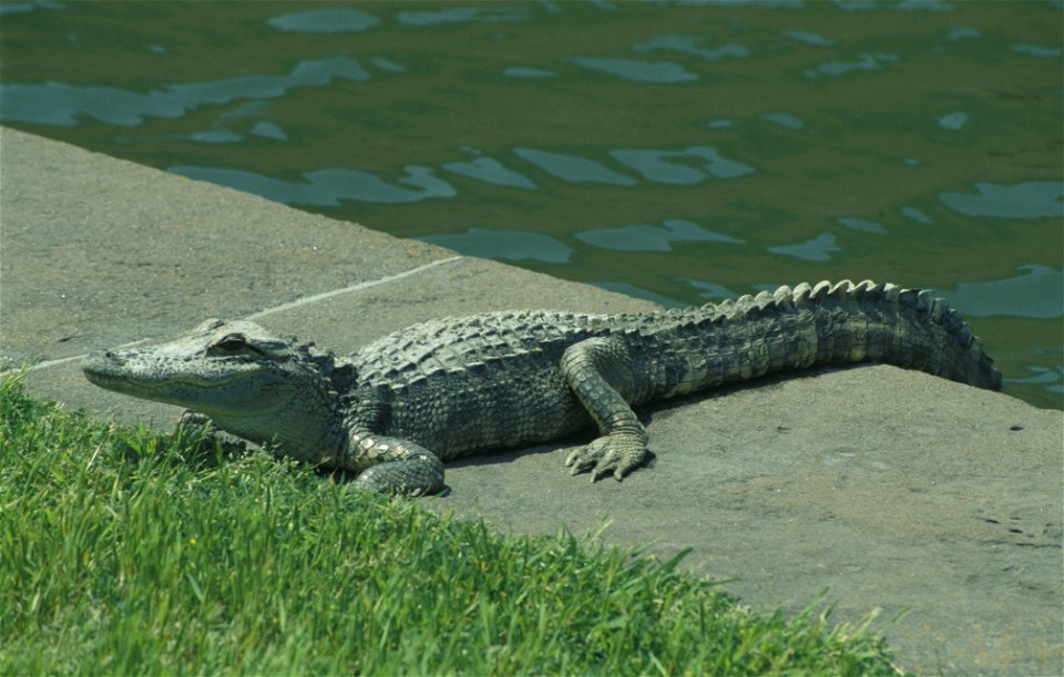 Alligator sunbathing at Fort Pulaski National Monument (US-GA)