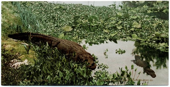 A photochrom postcard published by the Detroit Photographic Company.