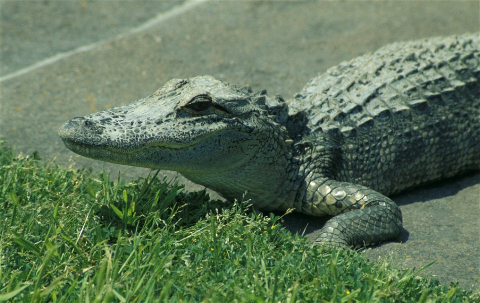 Alligator sunbathing at Fort Pulaski National Monument (US-GA)