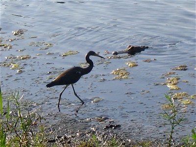 Egretta tricolor and Alligator mississippiensis, in a Florida Lake