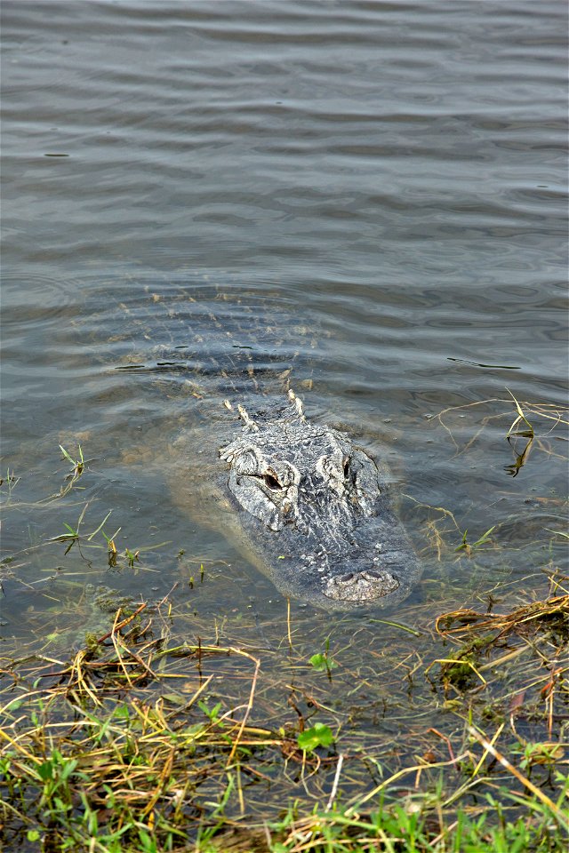 An alligator swims near shore at NASA's Kennedy Space Center in Florida. Kennedy shares a boundary with the Merritt Island National Wildlife Refuge. The Refuge encompasses 140,000 acres that are a hab