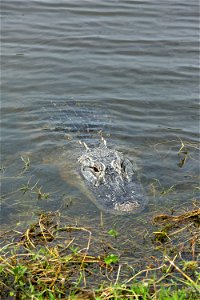 An alligator swims near shore at NASA's Kennedy Space Center in Florida. Kennedy shares a boundary with the Merritt Island National Wildlife Refuge. The Refuge encompasses 140,000 acres that are a hab photo