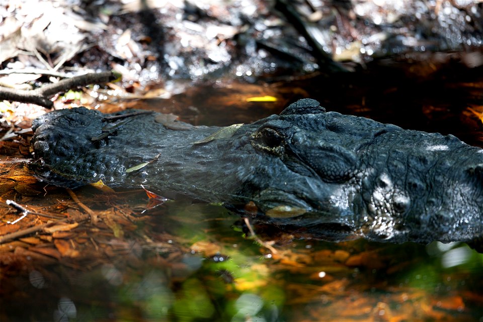 A Florida alligator keeps cool on a hot summer day by partially submerging in one of the many bodies of water at NASA’s Kennedy Space Center. Kennedy shares a boundary with the Merritt Island National photo