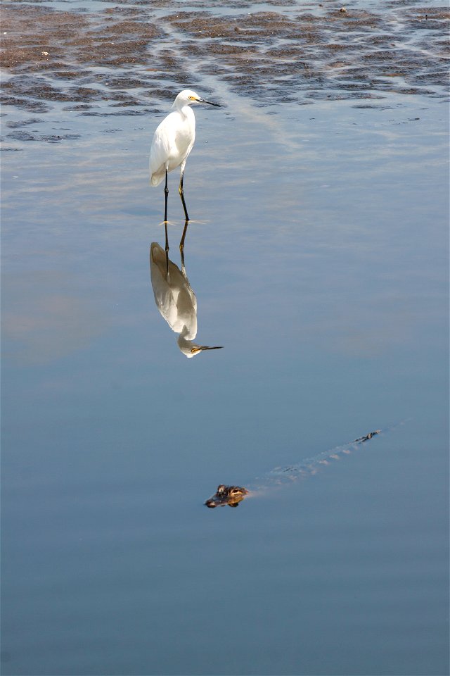 A Little Egret wades in a waterway, its image reflected in the water, in an area called Wilson's Corner in the Merritt Island National Wildlife Refuge (MINWR) near NASA's Kennedy Space Center in Flori photo