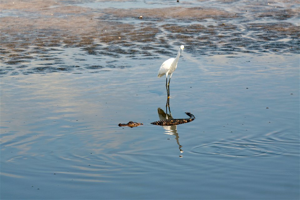 A Little Egret wades in a waterway in an area called Wilson's Corner in the Merritt Island National Wildlife Refuge (MINWR) near NASA's Kennedy Space Center in Florida. An alligator swims nearby. The photo