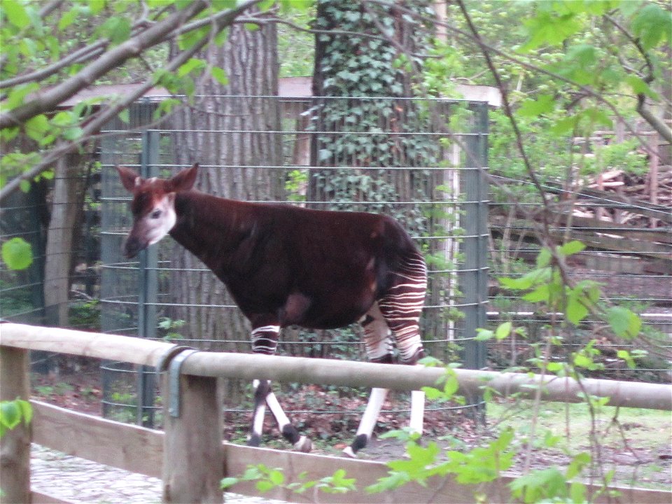 Okapi in Berlin Zoo