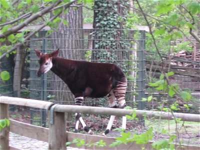 Okapi in Berlin Zoo