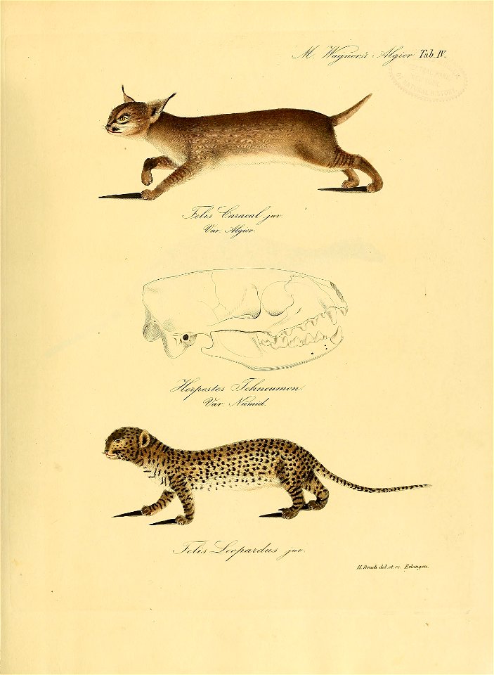 Hier sind zwei bekannte Thiere, der Caracal und Leopard, in sehr jugendlichem Alter dargestellt; beide auf ein Drittheil der natürlichen Grösse reducirt. — Von Herpestes Ichneumon ein Schädel in natür
