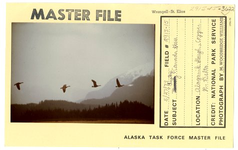 Dusky Canada geese